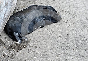 Black pig lying down photo